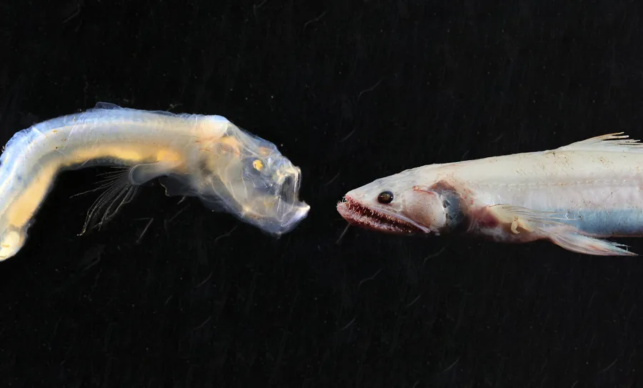 Lizardfish_ Predatory_ Gaze