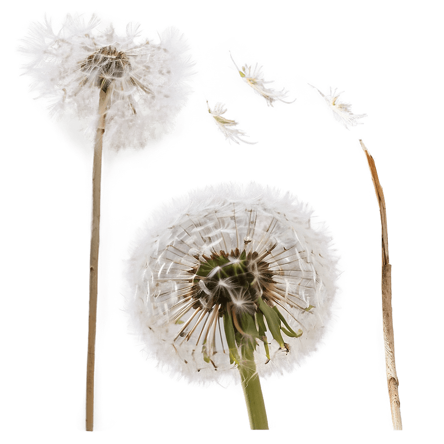 Dandelion in Wind PNG 06292024