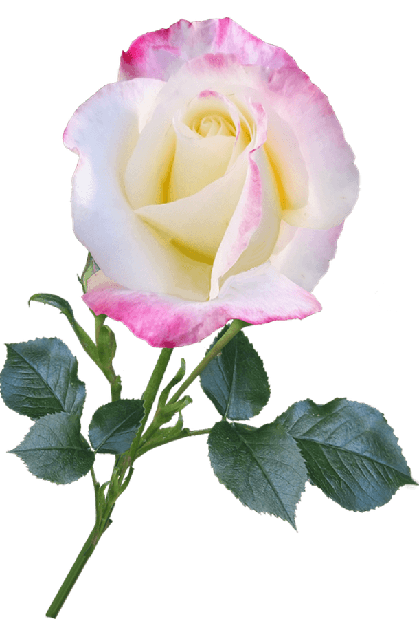 Pink Edged White Rose Isolated