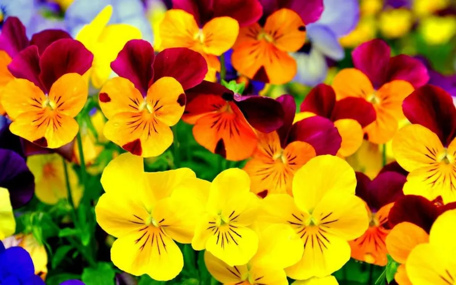 Bright Pictures