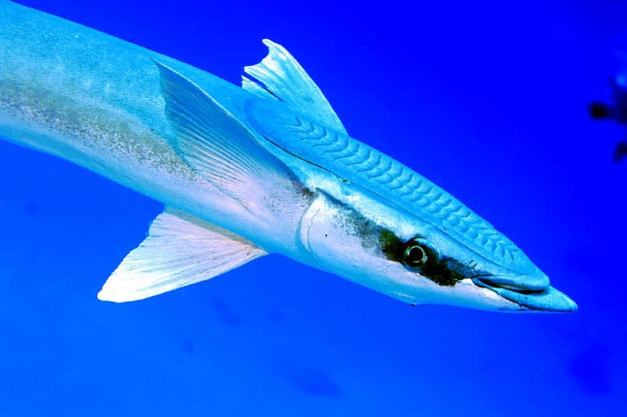 Fotografia Subaquática de Peixe Remora