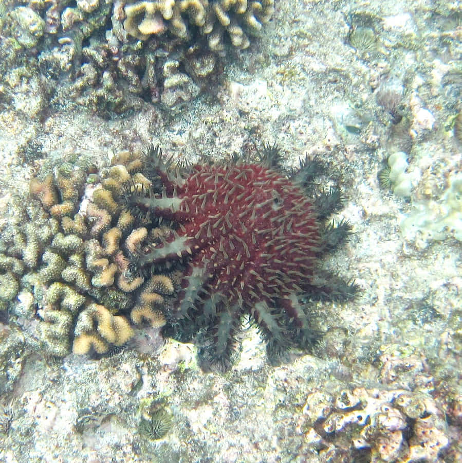 Rote Seegurke Unter Wasser