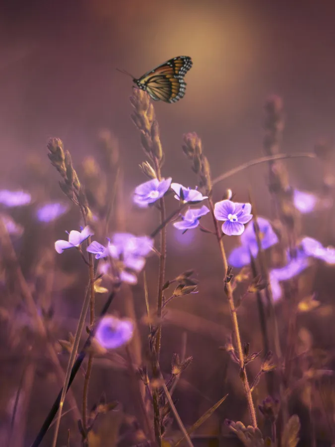 Wildflowers