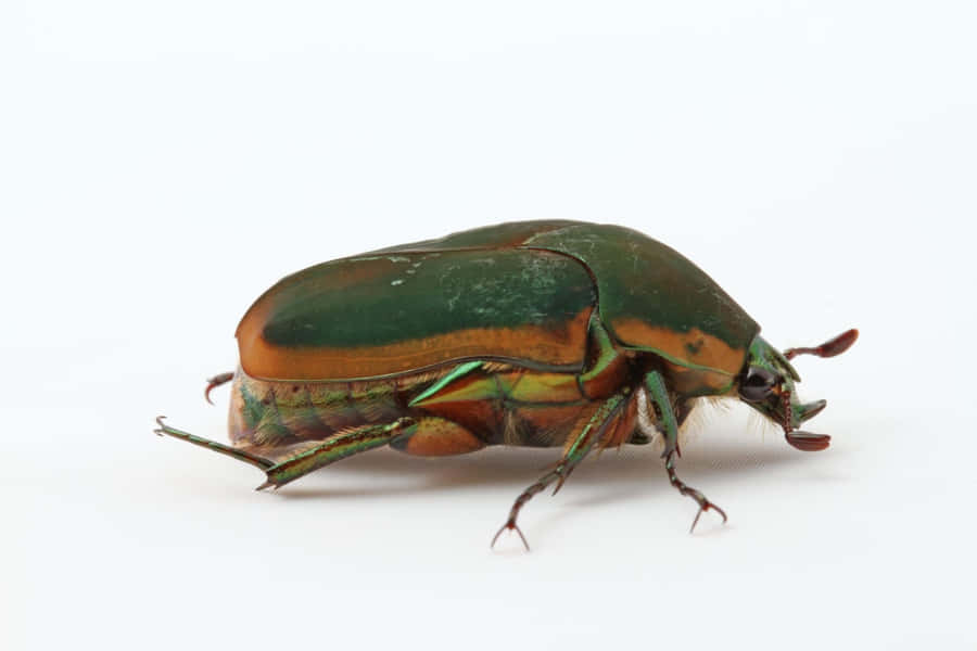 Primo Piano di Scarabeo di Giugno