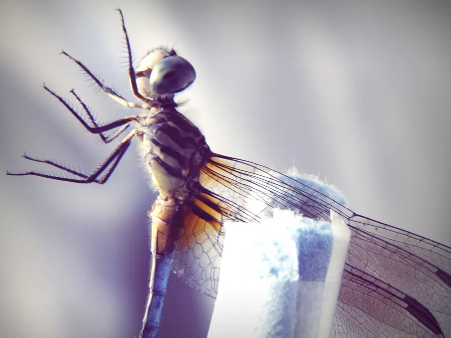 Dragon Fly Pictures