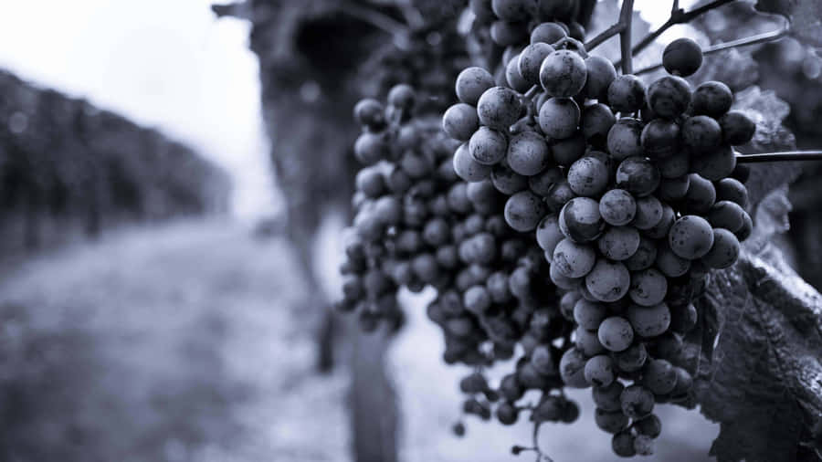 Vigne e Uva in Bianco e Nero 4K