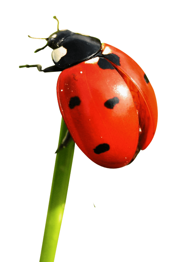 Ladybug Clingingto Green Stem