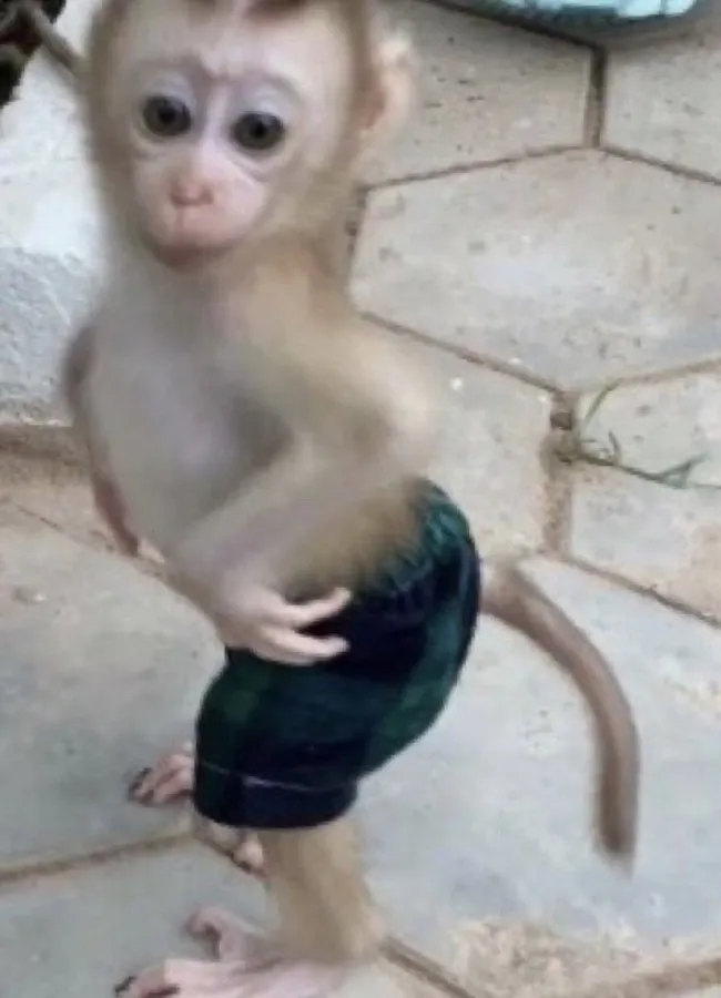 Funny Monkey pictures