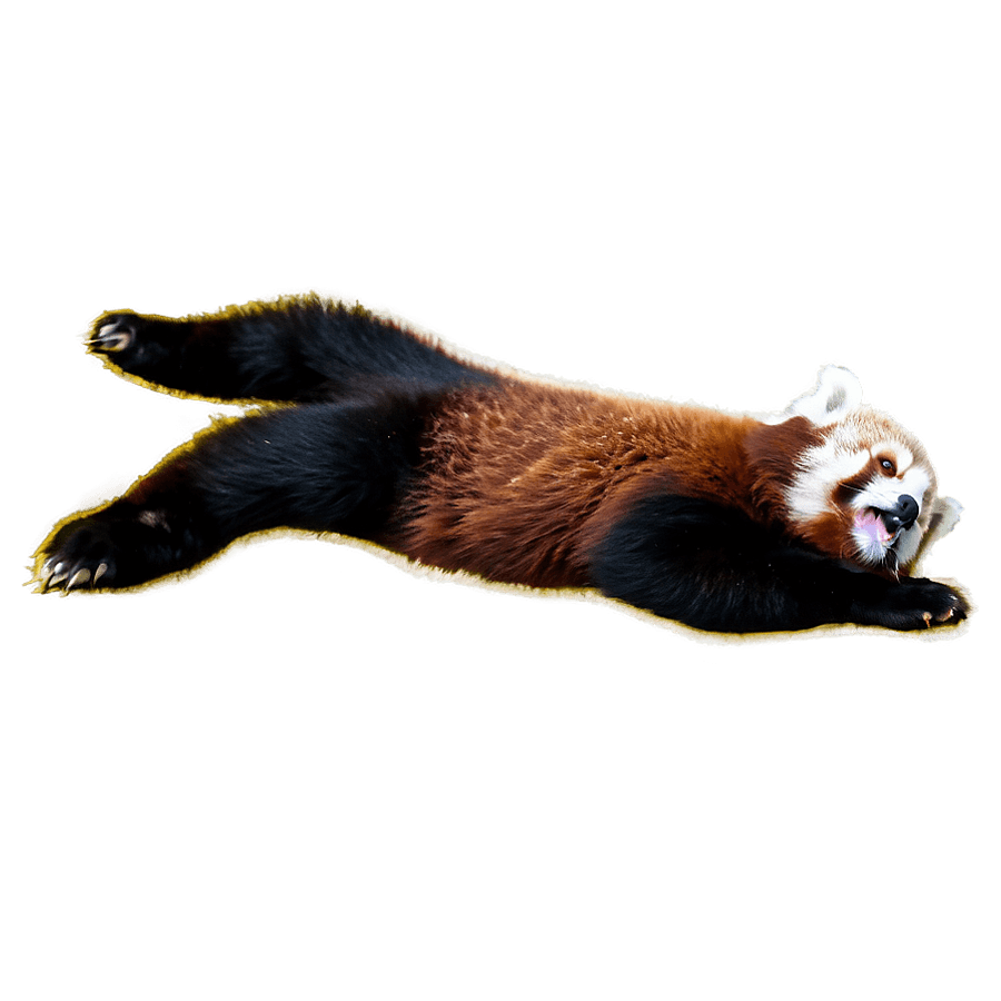 Red Panda Rolling Over PNG ean