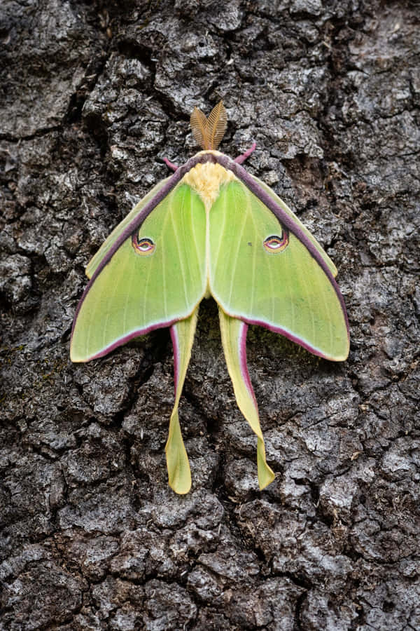 Luna Moth på Træbark