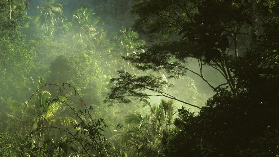 Jungle Background