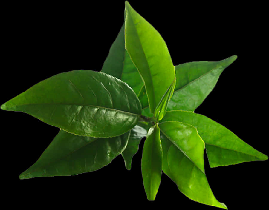 Image Result For Tea Tree - Tea Tree Oil Leaves