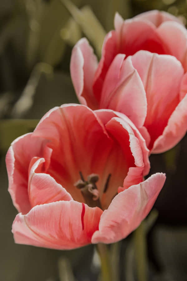 Lyserøde Tulipaner Tæt På