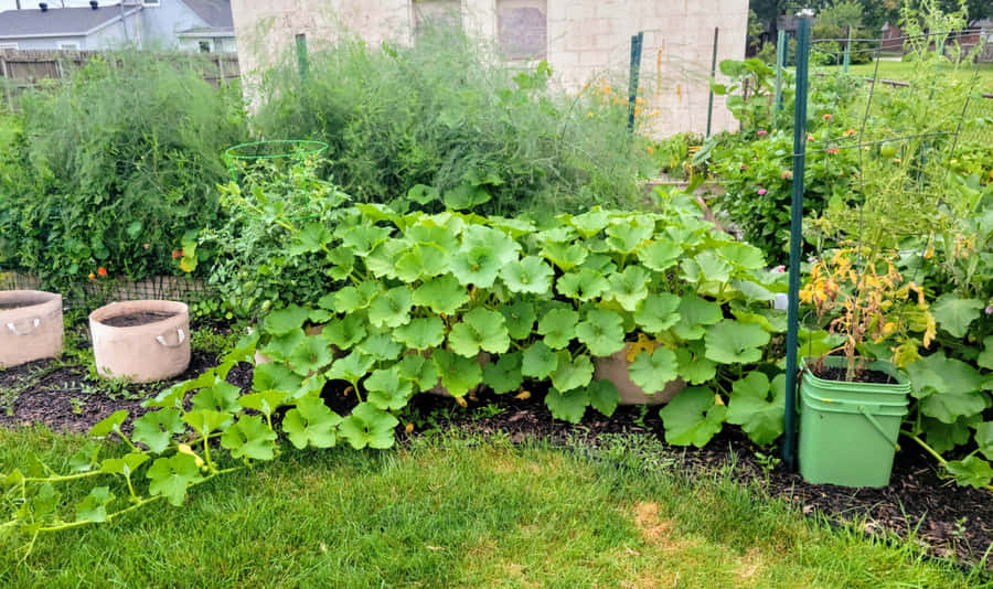Zucchini Trellis Pictures 2560 x 1518