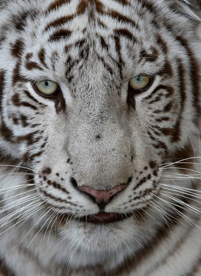 Bleached Tiger Face