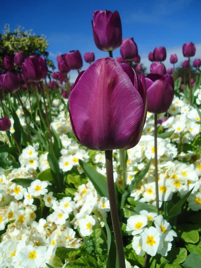 Livlige Lilla Tulipaner Under Blå Himmel
