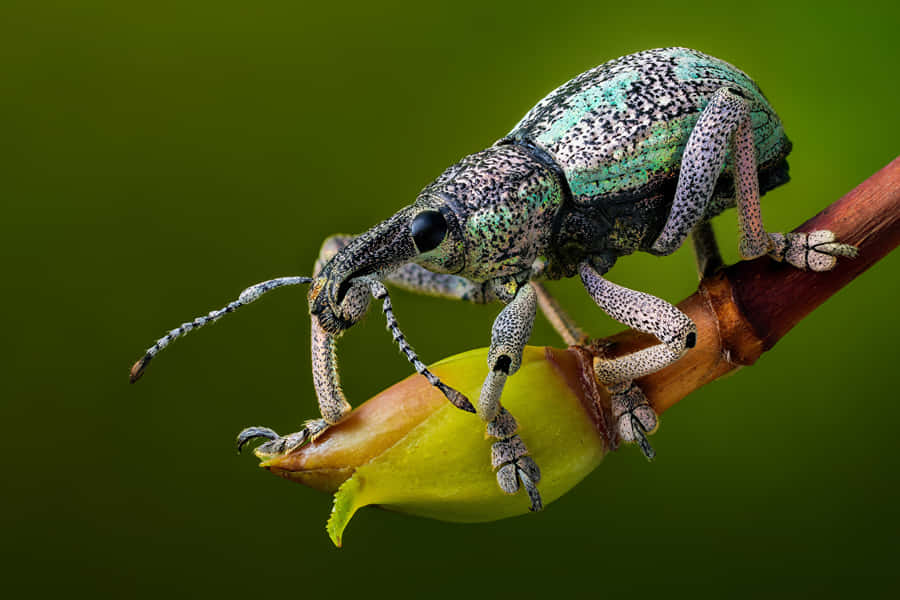Macro Fotografia de Broto de Weevil