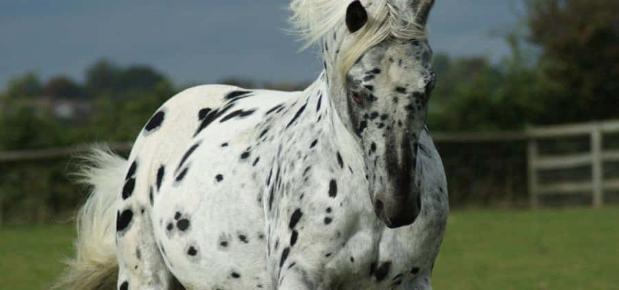 SchönesAppaloosa Pferd in ruhiger Wiese.