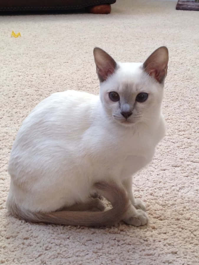 Gioiosogatto Tonchinese posato su una superficie di legno