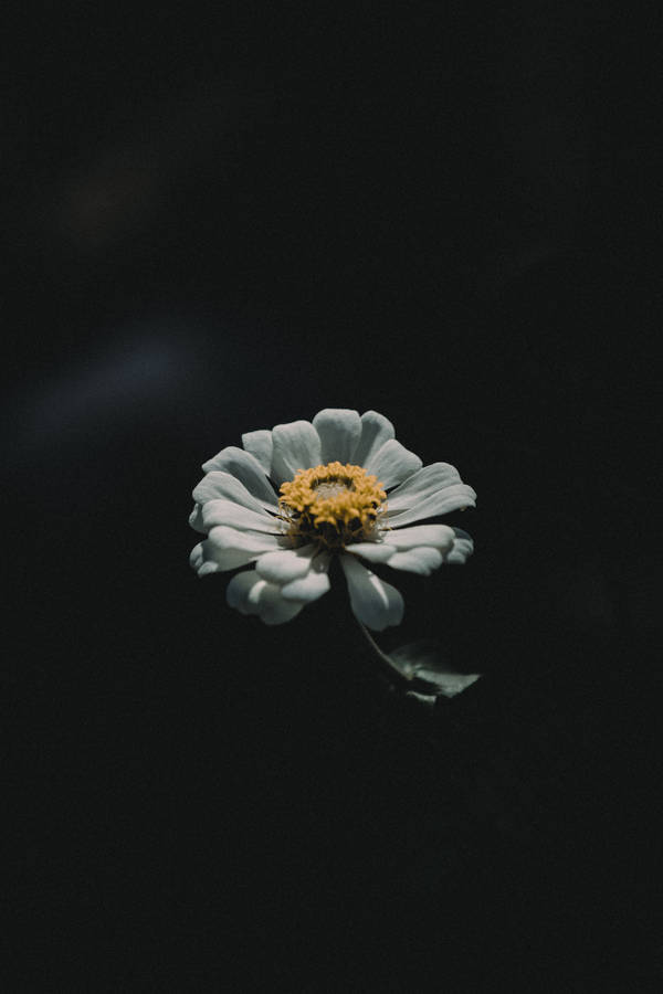 Download 4k Iphone White Flower Wallpaper | Wallpapers.com