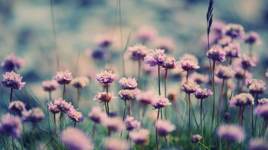 RomantischesBild von wilden Blumen im Sommer.