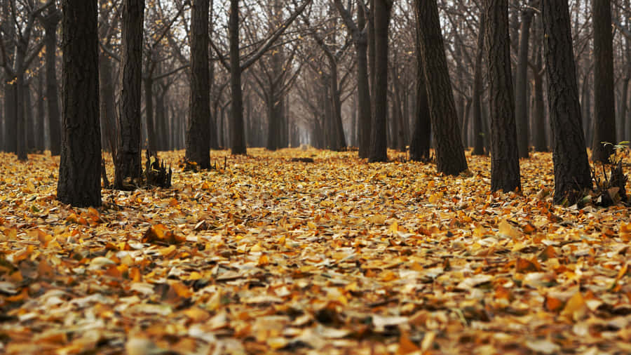 Efterårsjævndøgn2400 x 1350 tapet