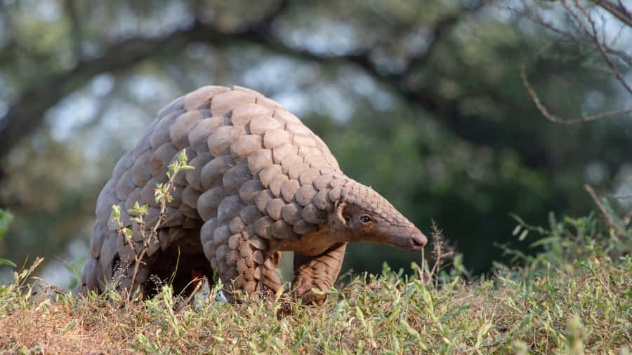 Pangolin im natürlichen Lebensraum