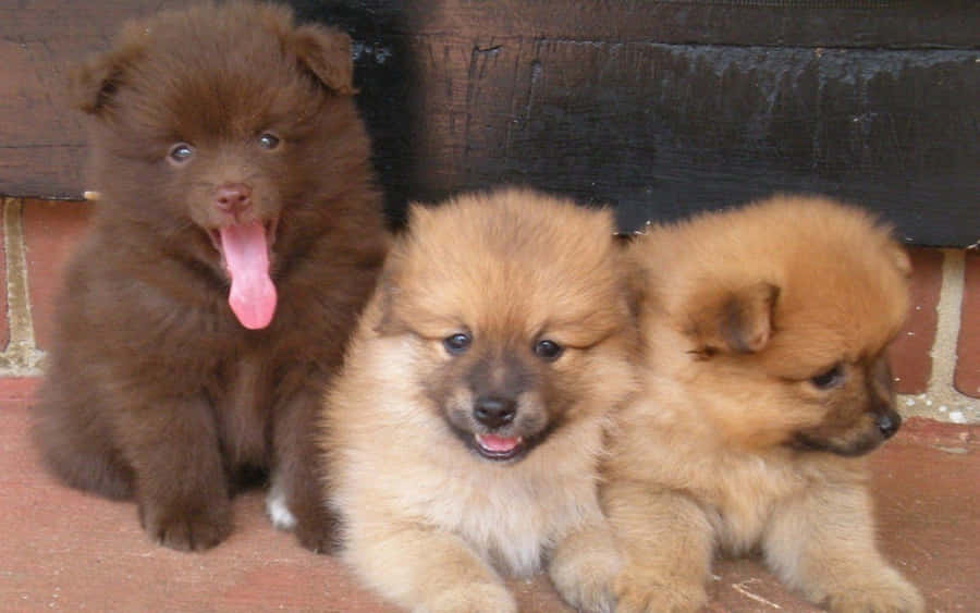 Pomeranian hvalpebilleder 1440 x 900
