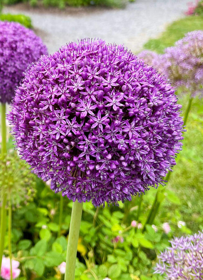 Kæmpealliumløg lilla blomster iPhone tapet