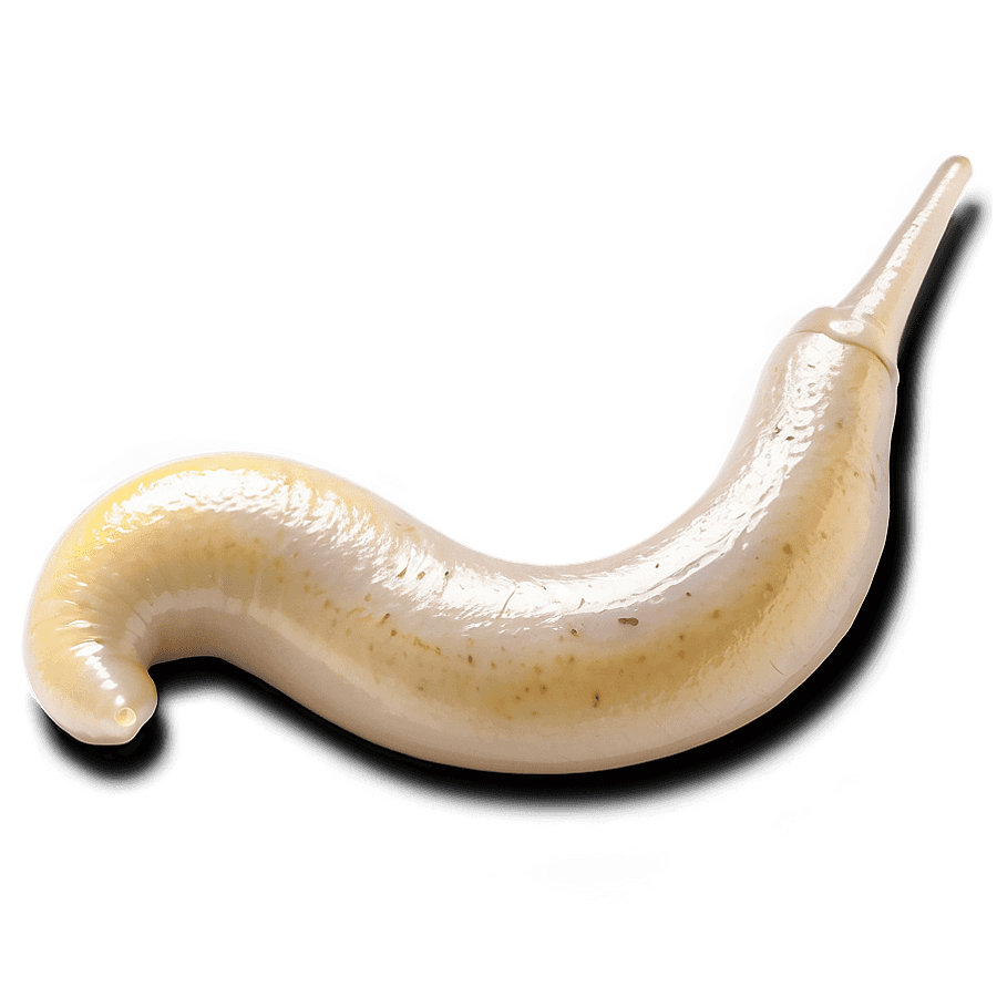 Slug Life Cycle Infographic PNG 06112024