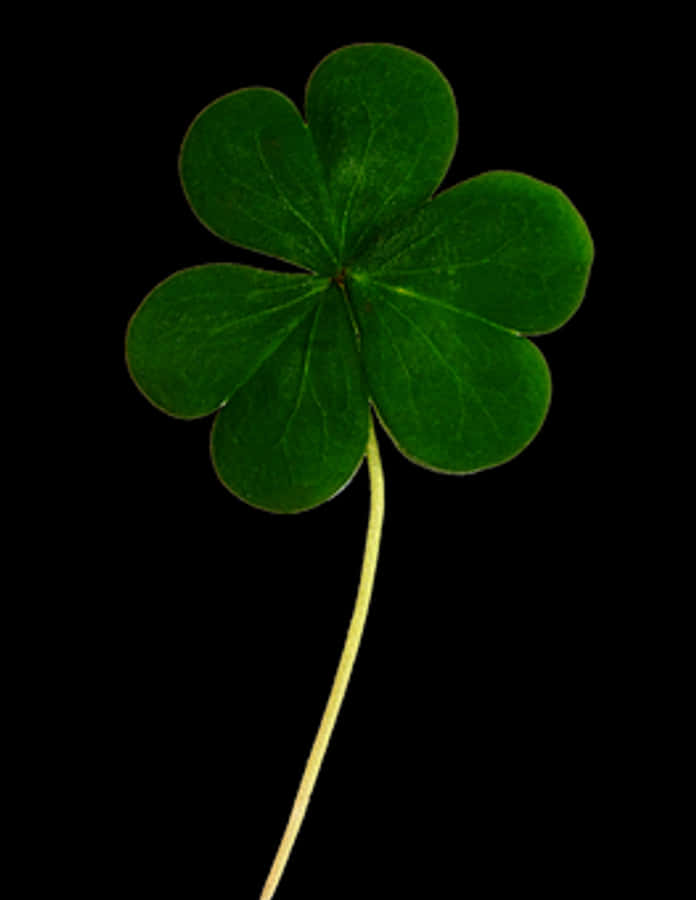 Green Clover Black Background