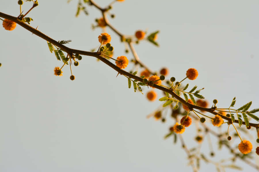 Flores de Acácia Floridas e Sombrio