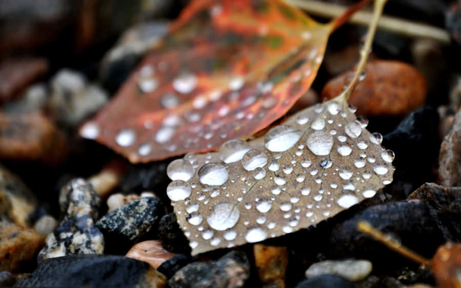 Larugiada autunnale sulle foglie vibranti