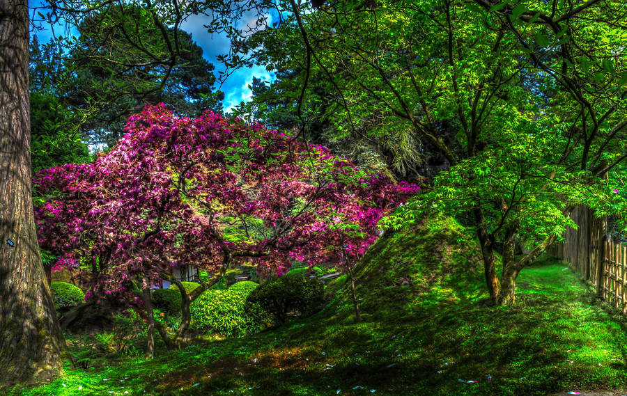 Man Made Garden Tree Flower Purple Flower HD Wallpaper | Background Image