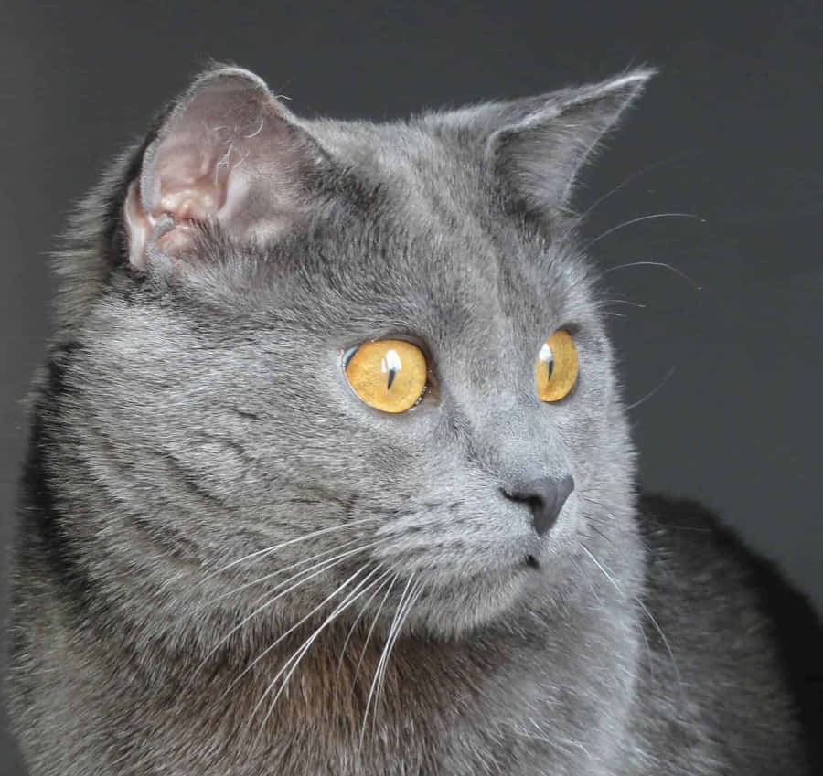 Imagemde gato-Chartreux cinza com olhos amarelos