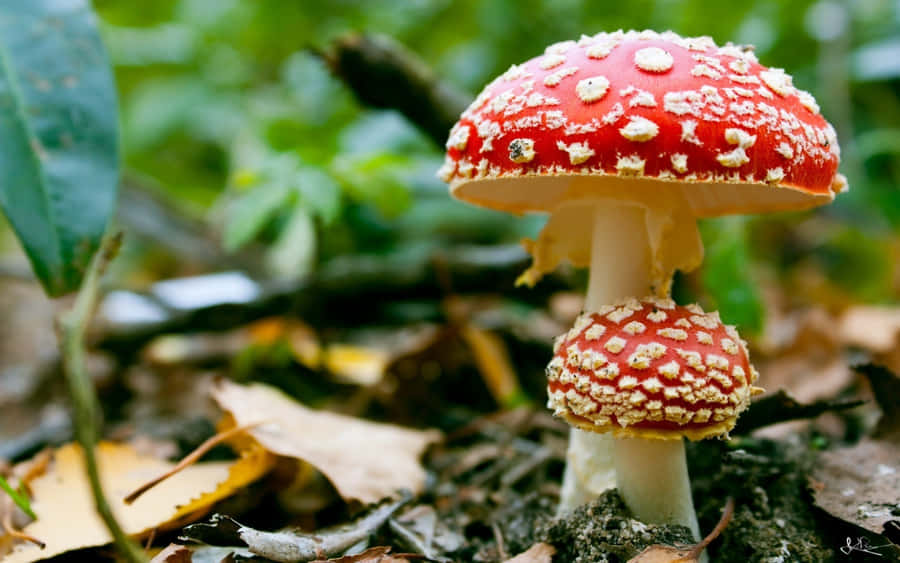 Jamur Fly Agaric dengan Topi Merah dan Putih