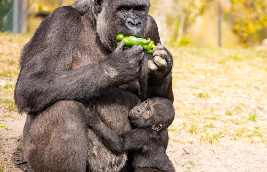 Cute Gorilla