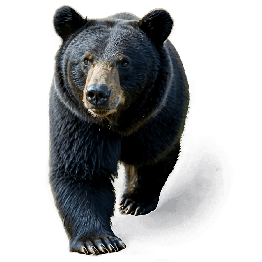 black bear a