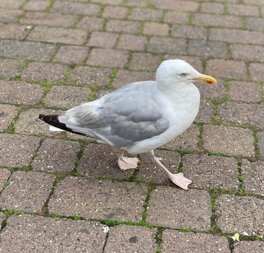Seagull billeder på blå himmel