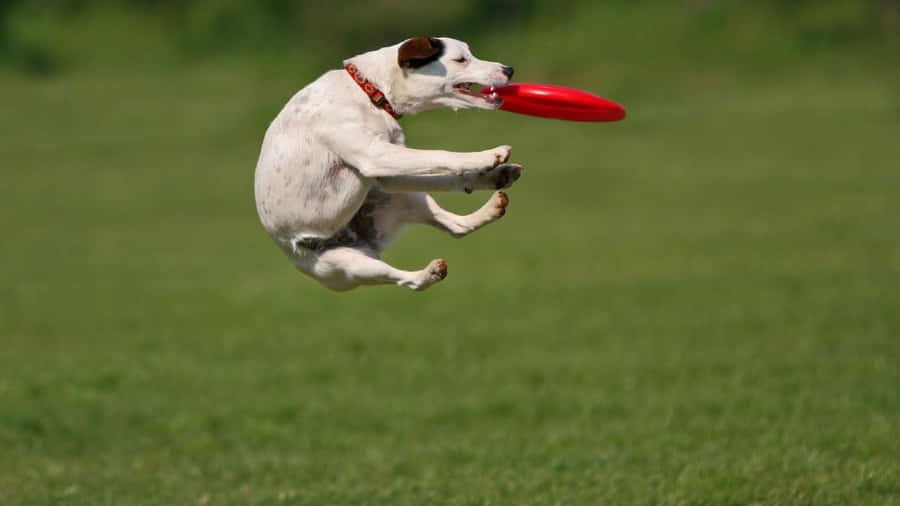 En hund fanger en frisbee i et felt af lyserøde og lilla blomster