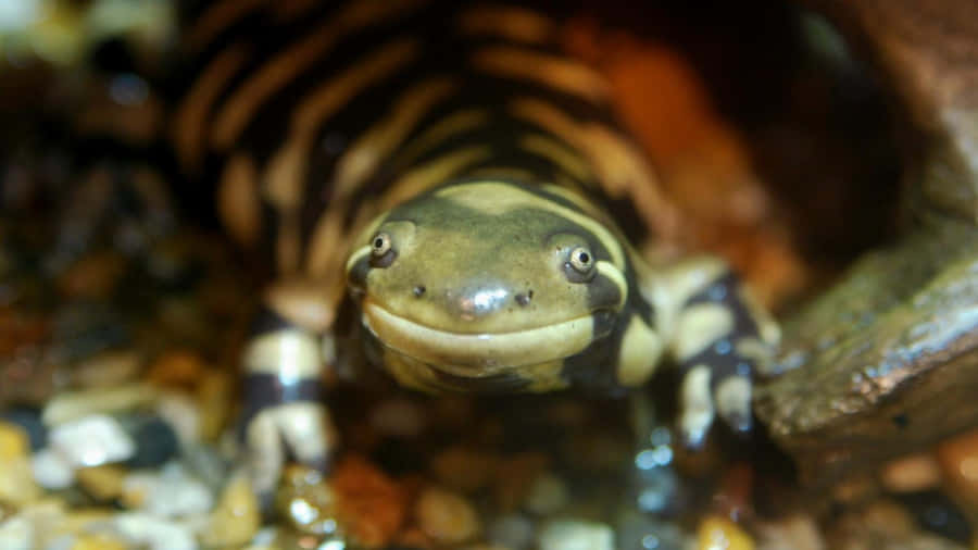 Tiger Salamander Närbild