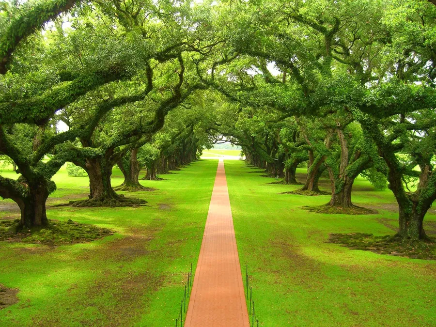 Tree Background