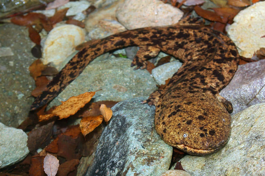 Kæmpe Salamander Hviler på Sten