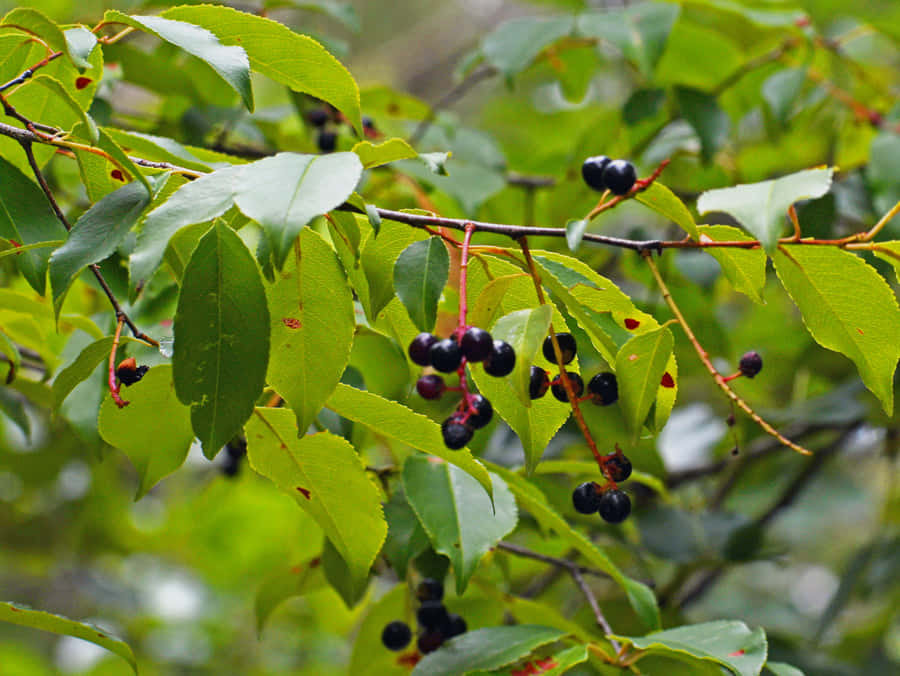 Unfrutto di ciliegia nero rosso scuro pronto per essere raccolto.