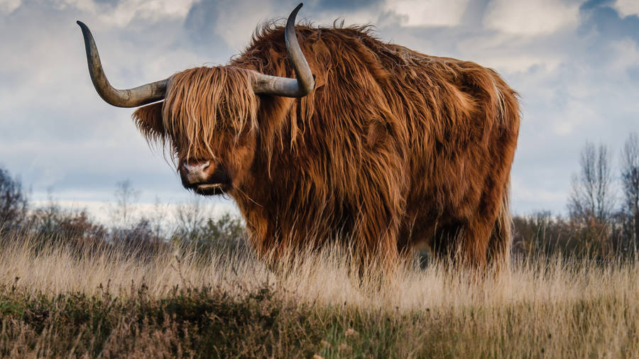 Bull On Grass