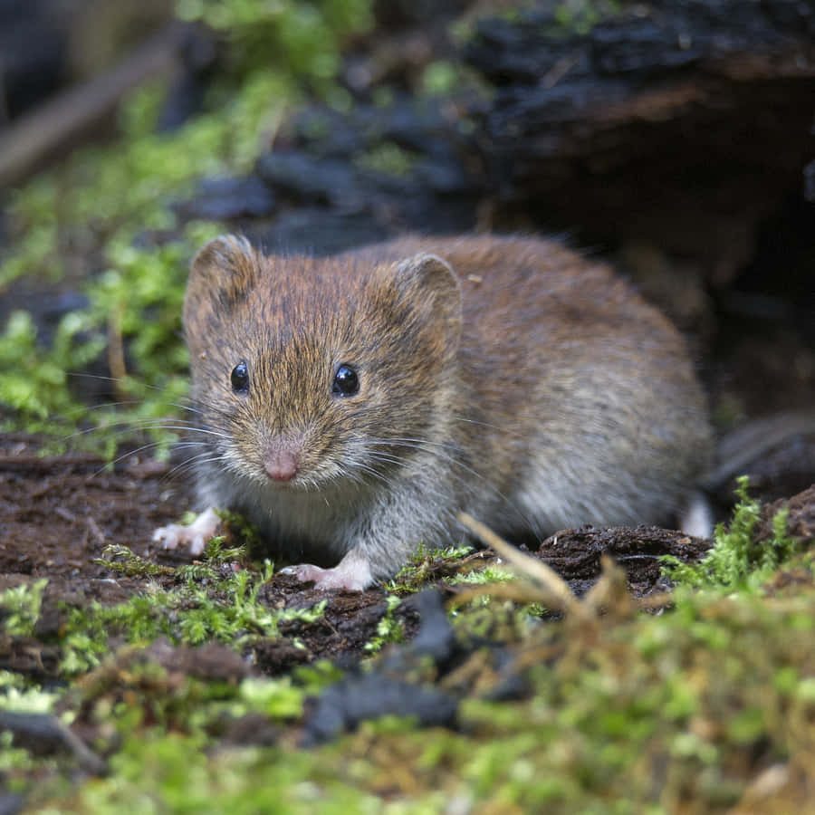 Neugieriges Wühlmaus in der Natur