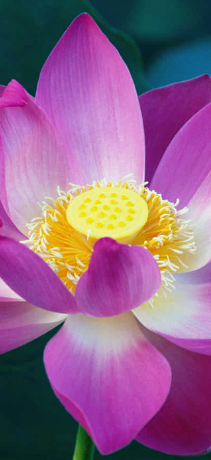 Vibrant Lotusblomma Bakgrund