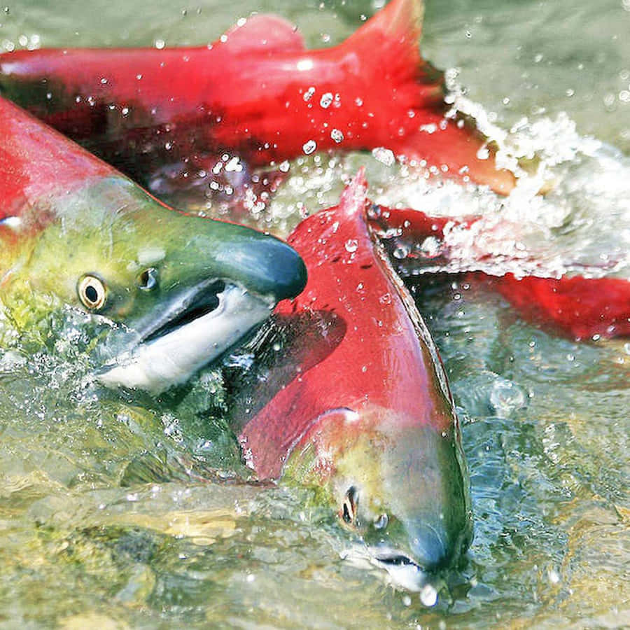 Sockeye Lax Lek