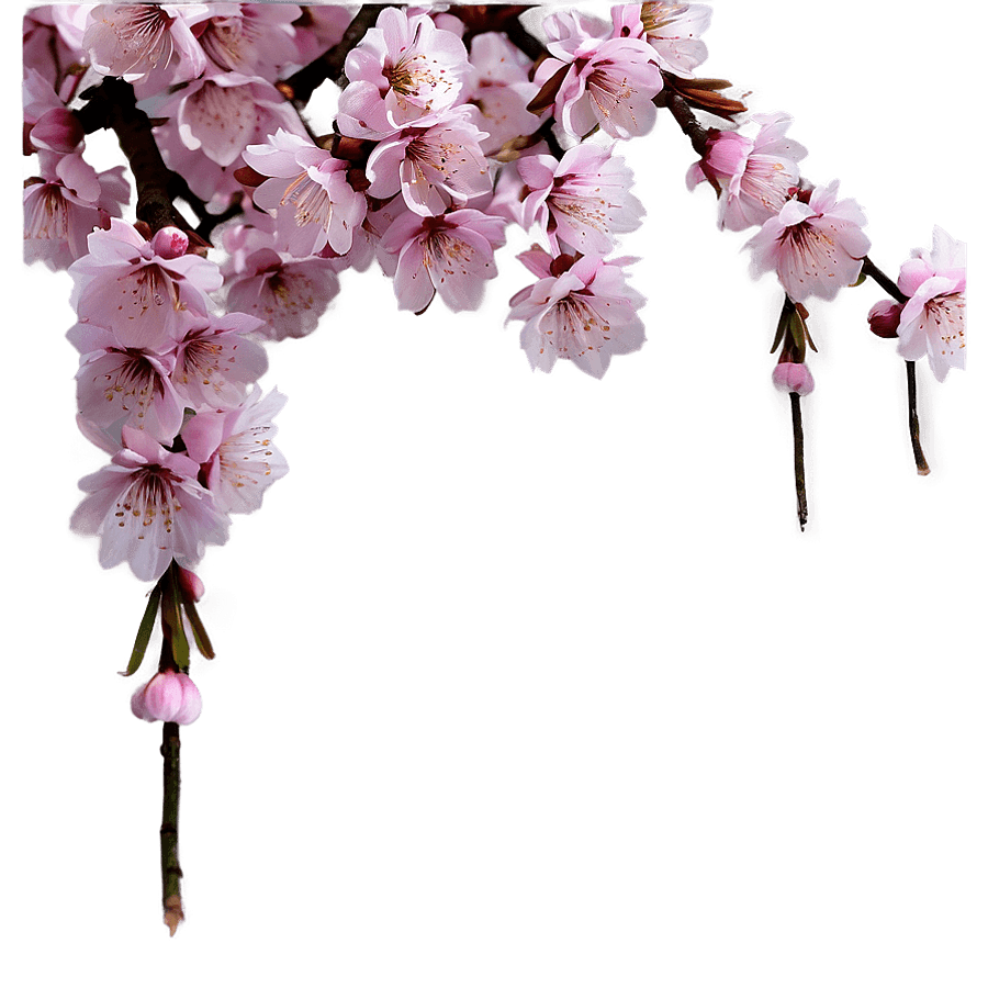 Sakura Background PNG wpx23