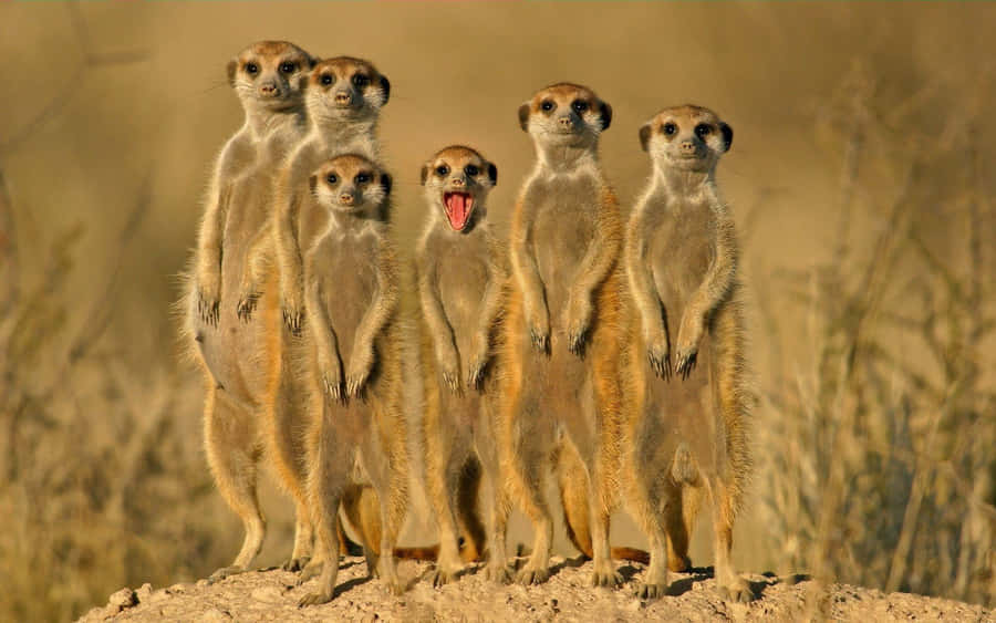 En gruppe meerkat stående i et felt af gule margueritter